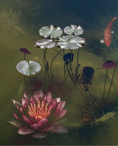Where Secrets Bloom