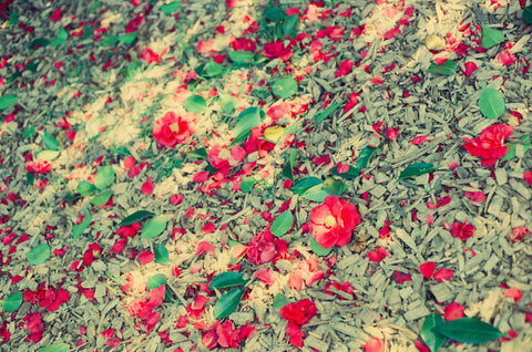 Forest Floor Flowers