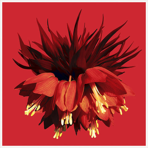 FRITTILARIA-01