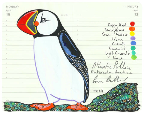 Little Atlantic Puffin