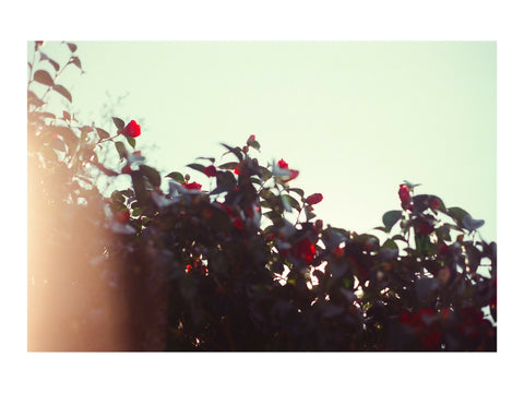 Hazy Flowers