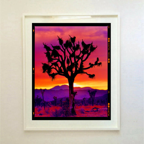 Joshua Tree (Portrait) White Frame 970