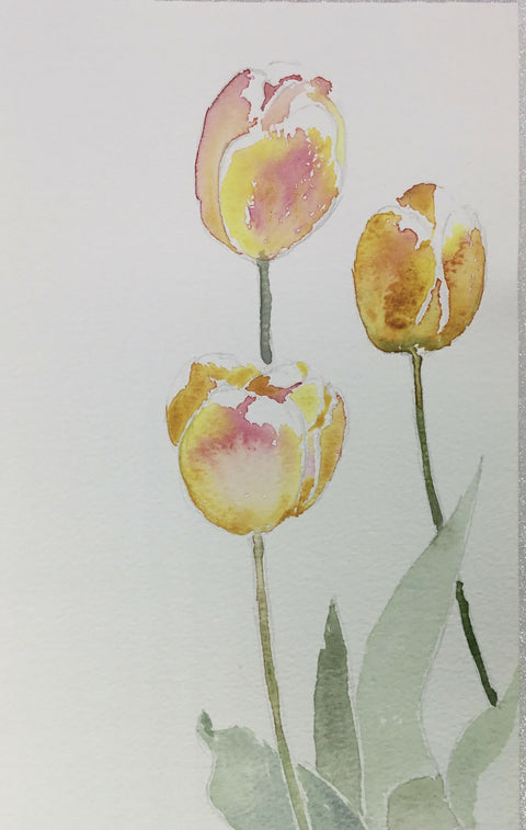 Spring - Tulip ‘Apricot Beauty’