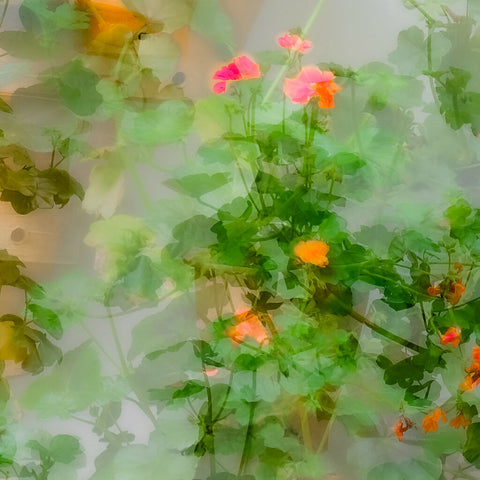 Geraniums