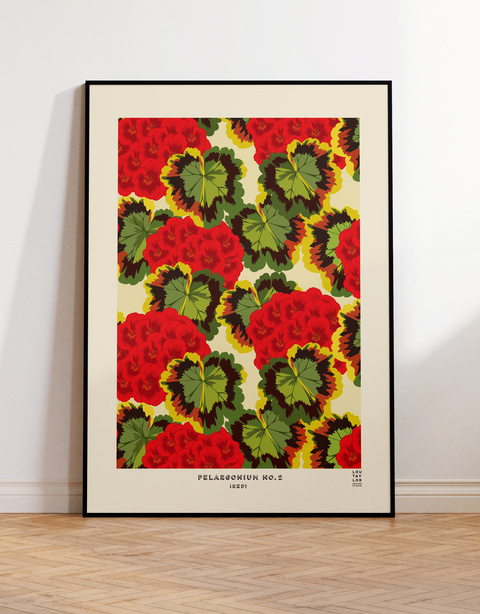 Red Pelargonium