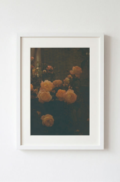Dusk Roses