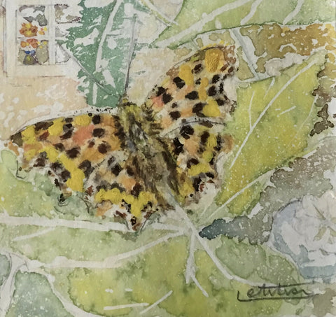 Comma Butterfly