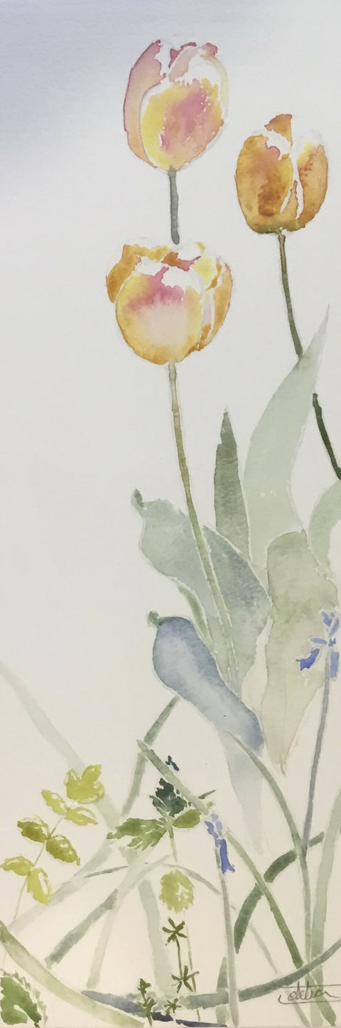 Spring - Tulip ‘Apricot Beauty’
