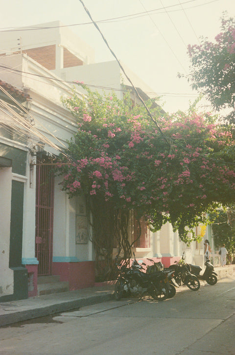 Santa Marta Mopeds and Blossoms