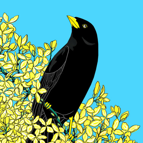 Blackbird and Forsythia