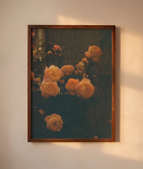 Dusk Roses