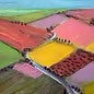 Fields in Blossom