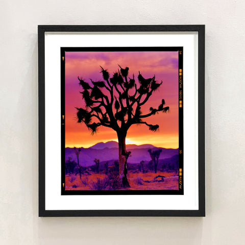 Joshua Tree (Portrait) 445 Black Frame on the Wall