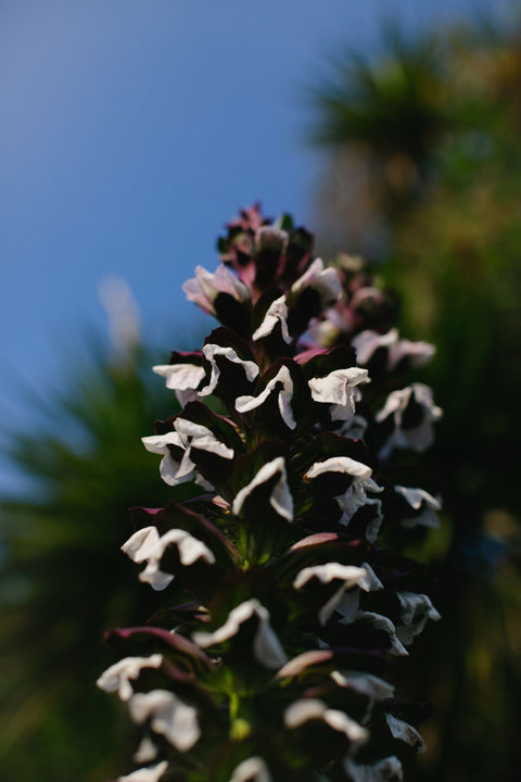 Comme la fleur.
