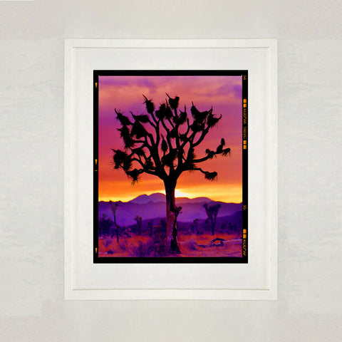 Joshua Tree (Portrait) White Frame 445