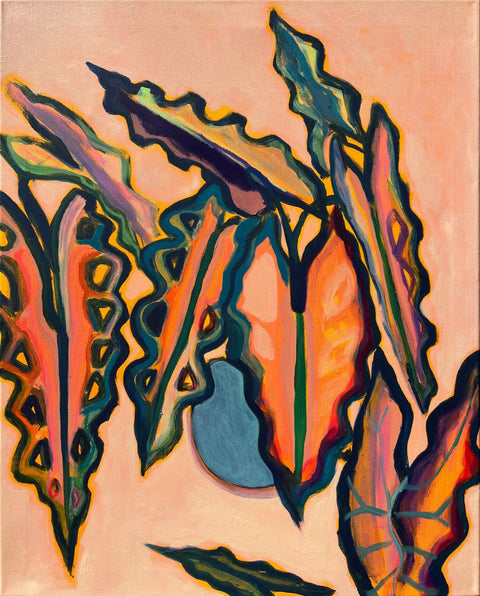 Alocasia Study 1