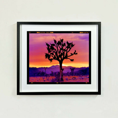 Joshua Tree Landscape 445 Black Frame on the wall
