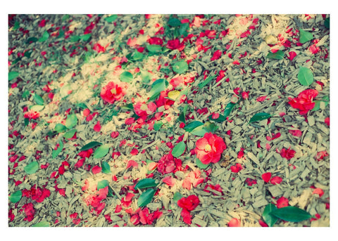 Forest Floor Flowers