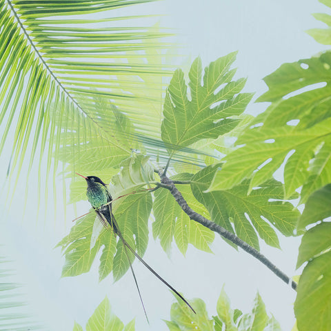 A Flash of Green