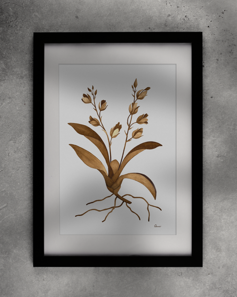 Rodriguezia obtusifolia, 2024