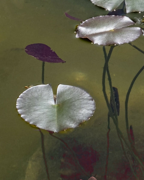 Where Secrets Bloom