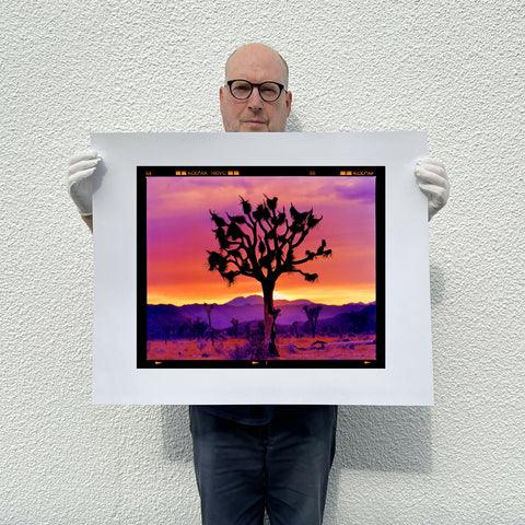 Richard Holding Joshua Tree Medium Landscape Print