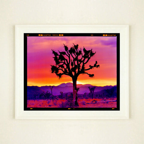 Joshua Tree Landscape White Frame