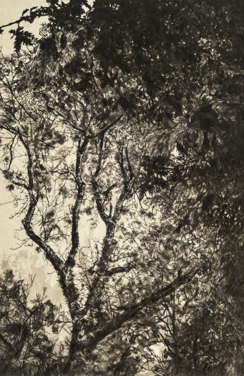 Autumn Light Drypoint Print