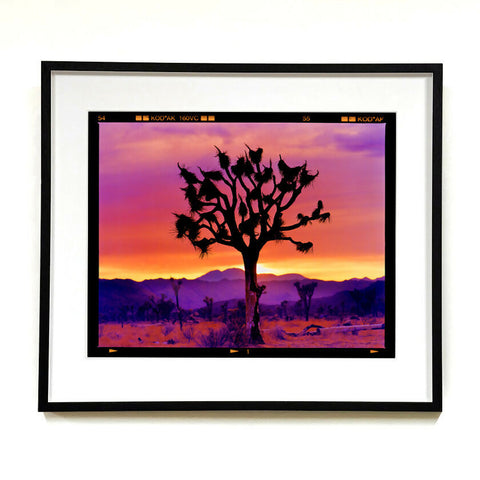Joshua Tree Landscape 584 x 660 Black Frame on the Wall