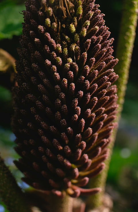 Comme la fleur