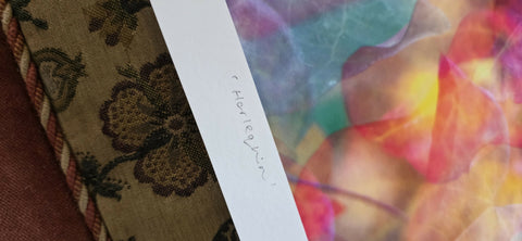 'Harlequin' - Cercis Canadensis Print