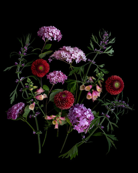 Hydrangeas and Foxgloves