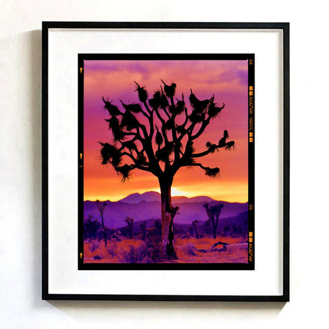 Joshua Tree (Portrait) 660 Black Frame