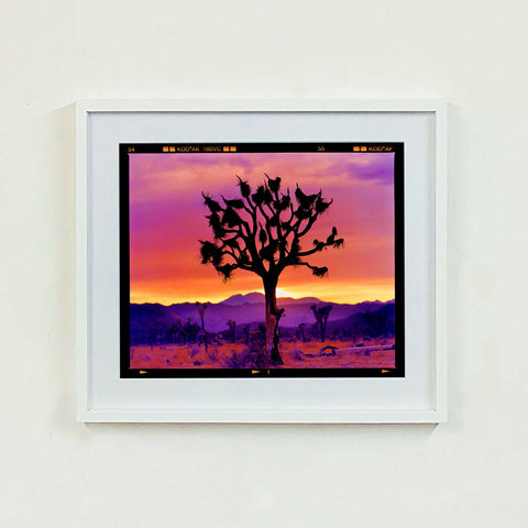 Joshua Tree Landscape 445 White Frame on the wall