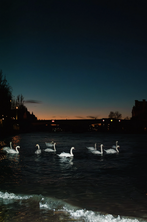 White-clad of the Night
