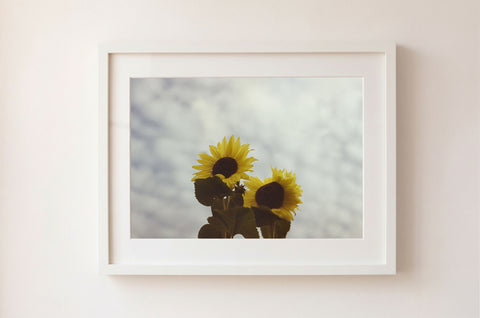 Fran's Sunflowers