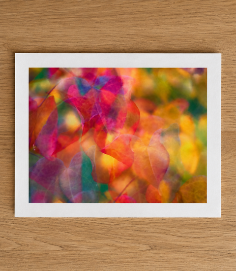 'Harlequin' - Cercis Canadensis Print