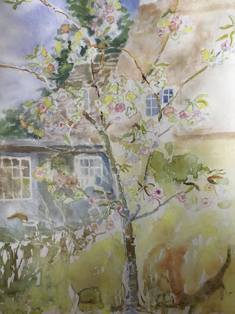 Flowering Cherry - Fragrant Cloud