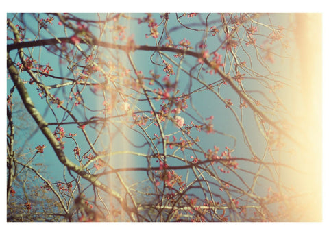 Budding Sakura with Light Leak