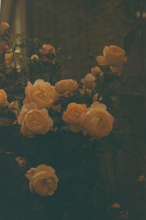 Dusk Roses