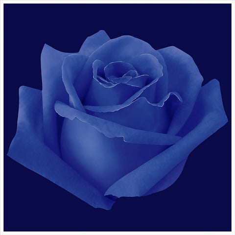 ROSA-01