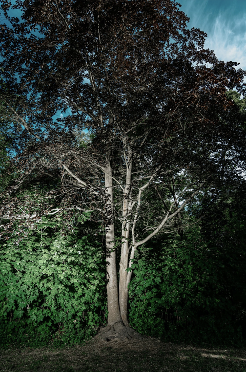A Tree Between Reality and Dream