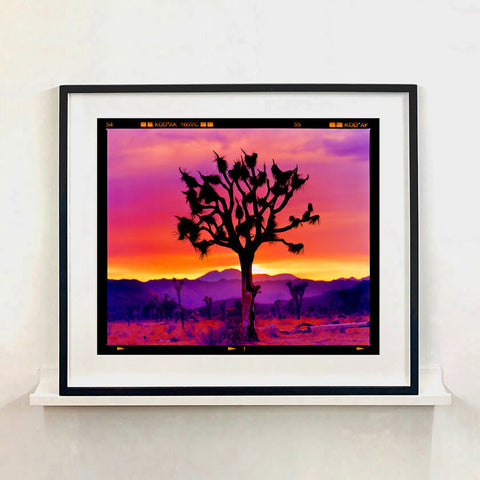 Joshua Tree Landscape Black Frame 970