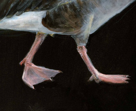 Greylag Goose