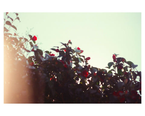 Hazy Flowers