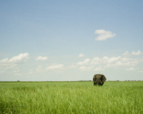 Lone Bull
