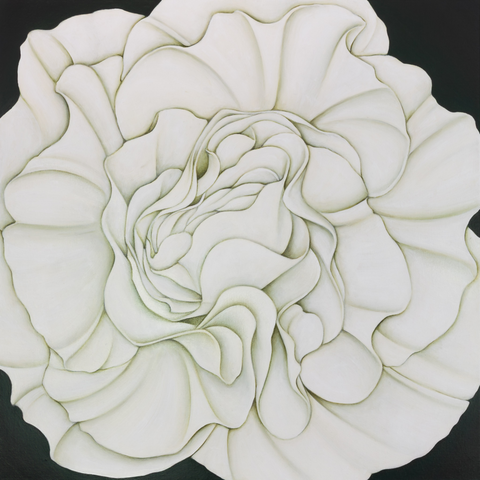 White Begonia on a Vancouver Balcony (on Vert de Gris)