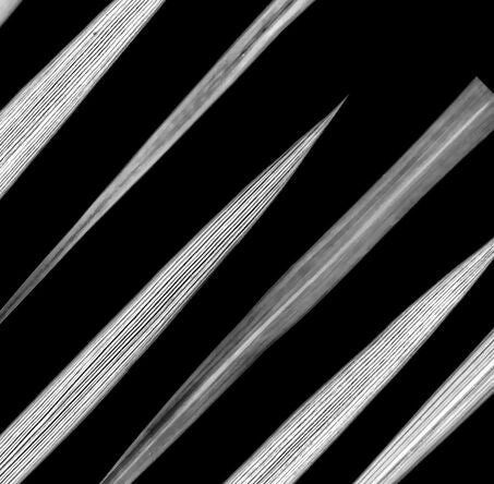 Dazzle