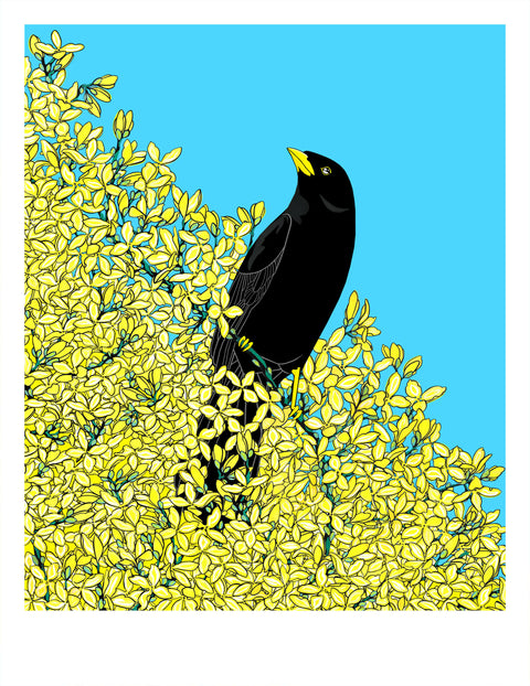 Blackbird and Forsythia