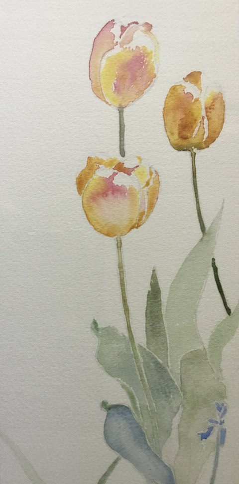 Spring - Tulip ‘Apricot Beauty’